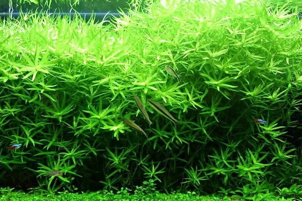 Heteranthera zosterifolia HETERANTERA PASKOWANA in vitro